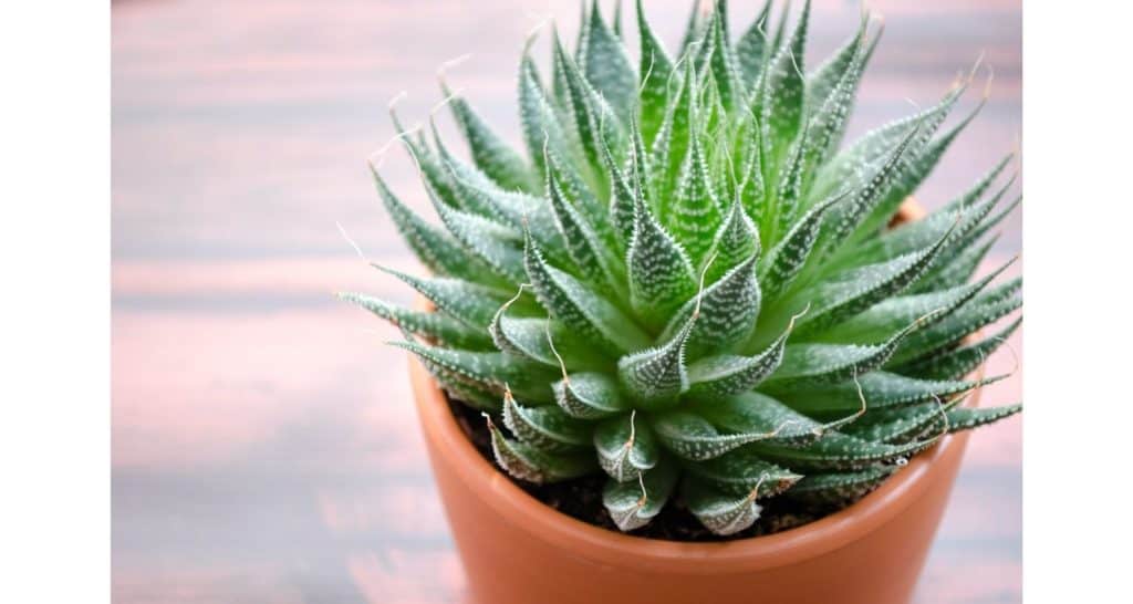 aloe vera house plant for growing plants indoors during winter