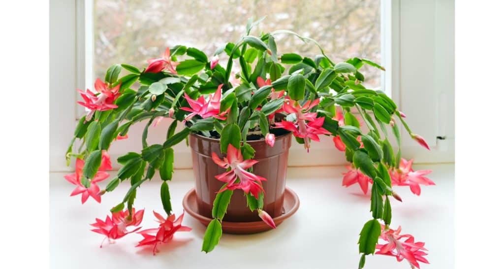 christmas cactus for growing plants indoors during winter