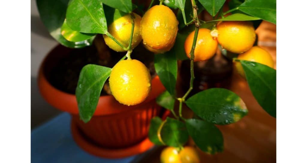 dwarf citrus for growing plants indoors during winter