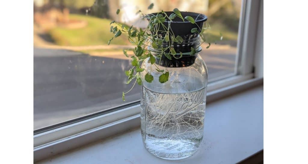 hydroponic cilantro grown indoors winter with no soil water