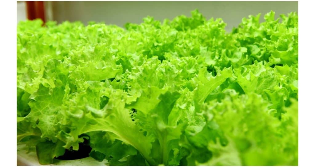 lettuce grown indoors during winter