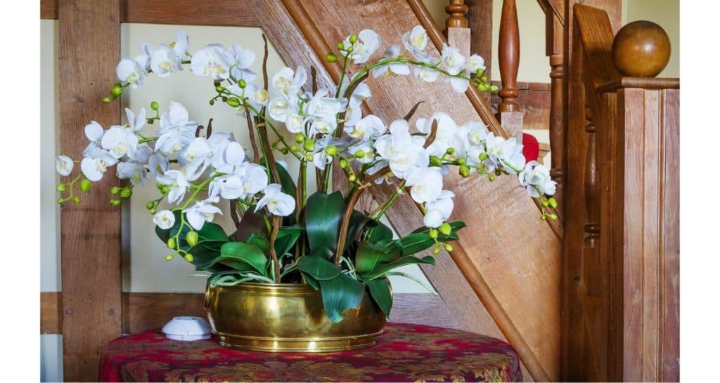 orchids for growing plants indoors during winter