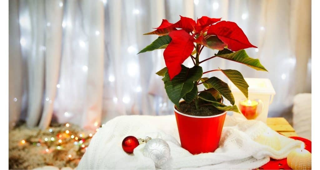 poinsettias for growing plants indoors during winter