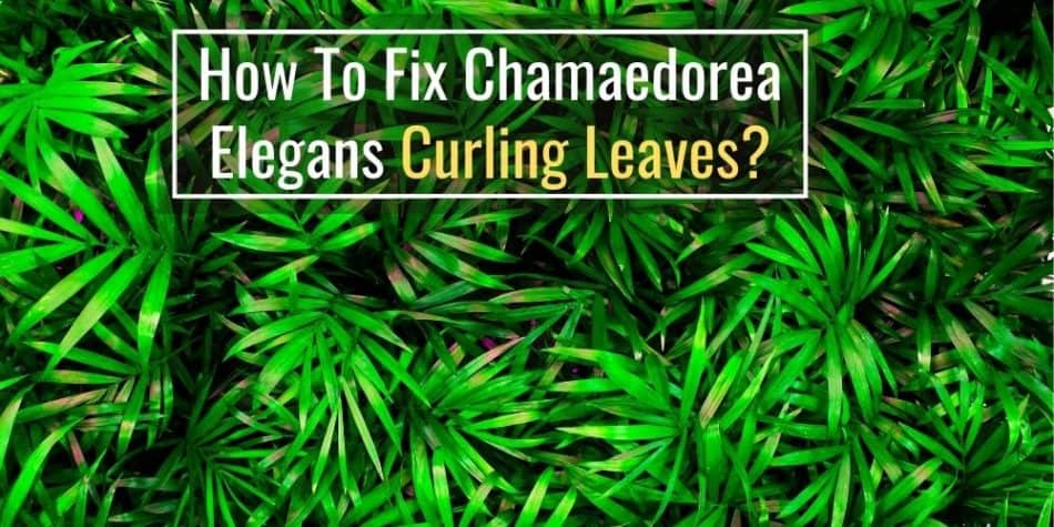 How To Fix Chamaedorea Elegans Curling Leaves