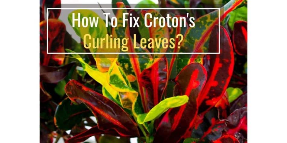 How To Fix Croton's Curling Leaves