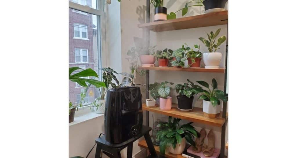 Humidifier For Indoor Plants