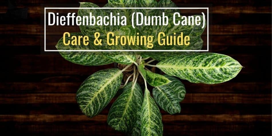 Dieffenbachia (Dumb Cane) Care and Growing Guide