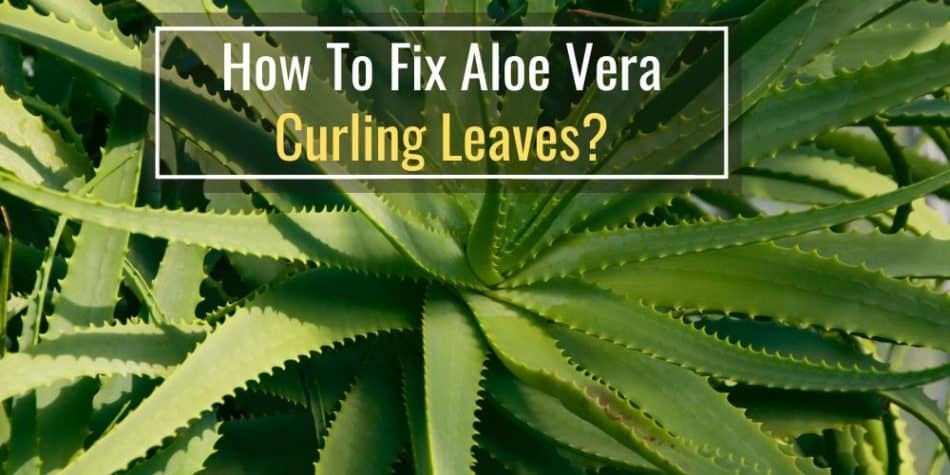 How To Fix Aloe Vera Curling Leaves