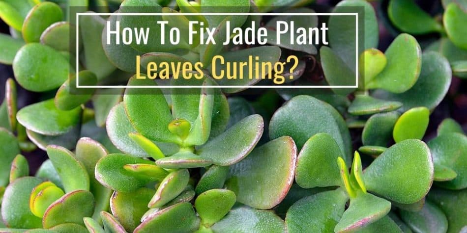How To Fix Jade Plant Leaves Curling