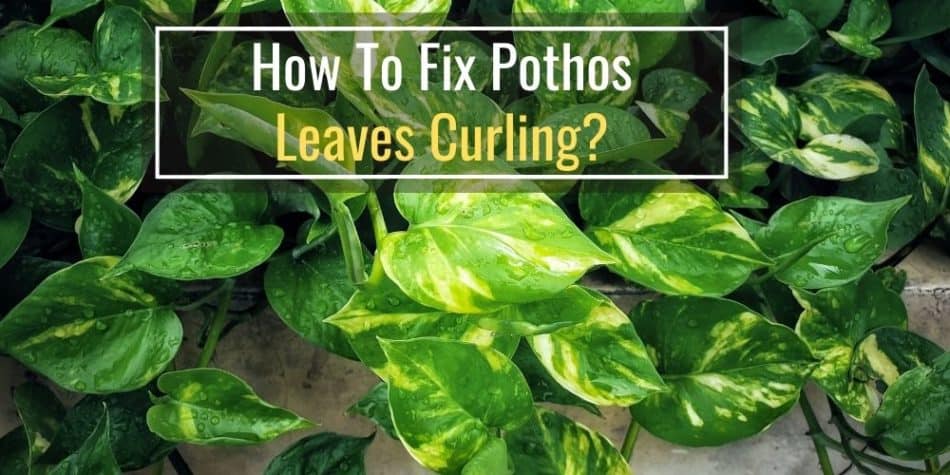 How To Fix Pothos Leaves Curling