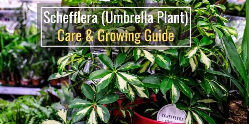 Schefflera (Umbrella Plant) Care and Growing Guide