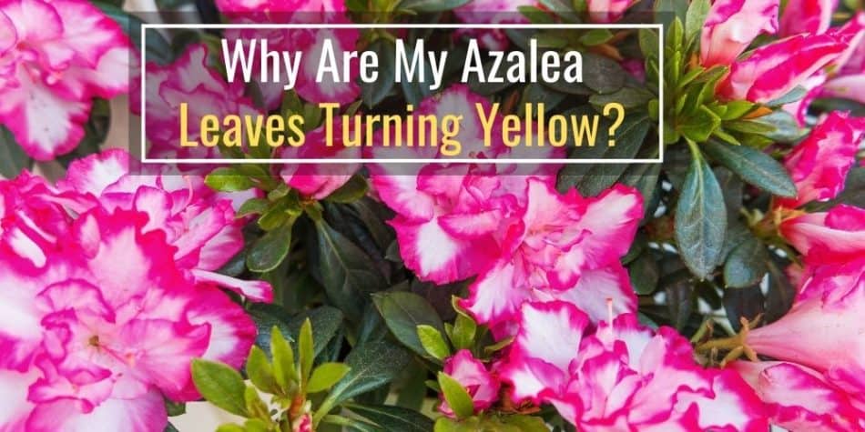 Why Are My Azalea Leaves Turning Yellow