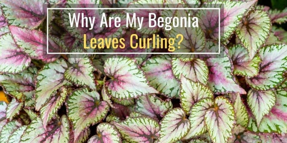 Why Are My Begonia Leaves Curling