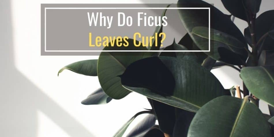 Why Do Ficus Leaves Curl