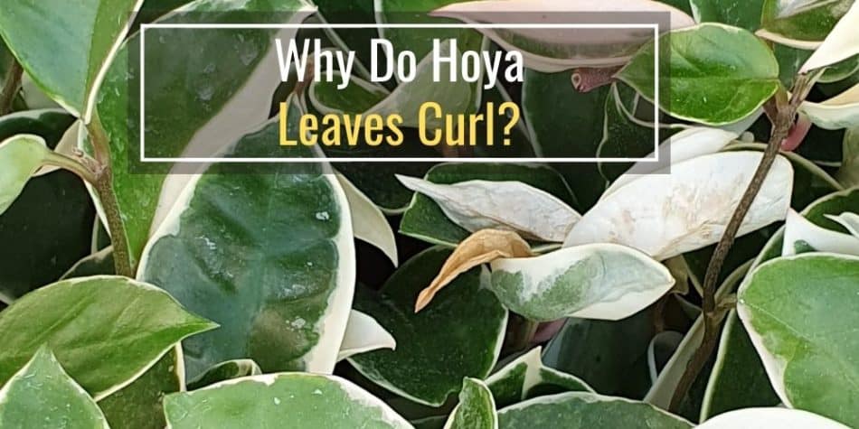 Why Do Hoya Leaves Curl