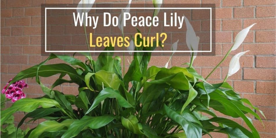 Why Do Peace Lily Leaves Curl