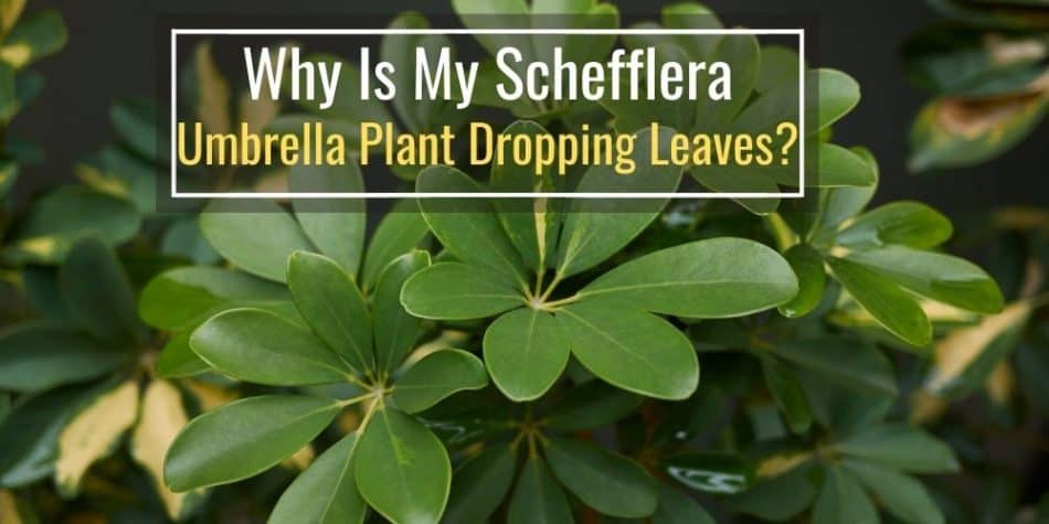 Why Is My Schefflera (Umbrella Plant) Dropping Leaves