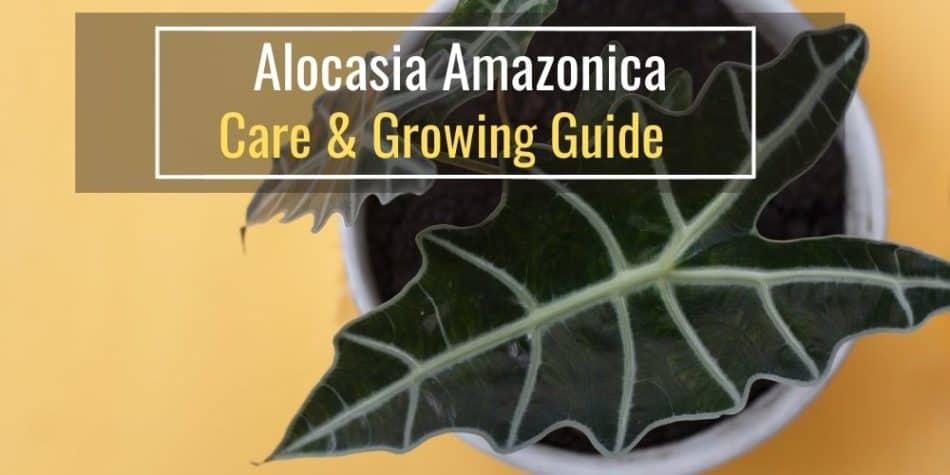 Alocasia Amazonica - Care & Growing Guide