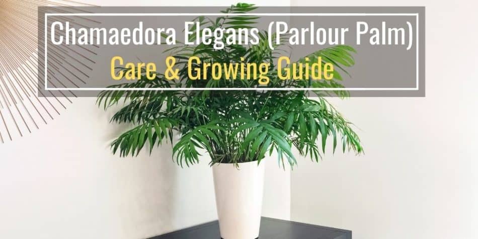 Chamaedorea Elegans (Parlour Palm) Care and Growing Guide