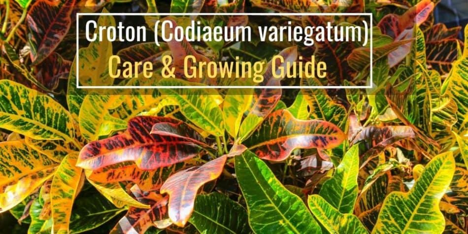 Croton (Codiaeum variegatum) Care & Growing Guide