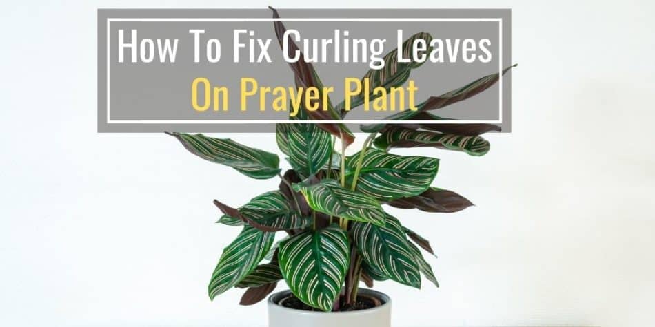 How To Fix Prayer Plant Leaves Curling