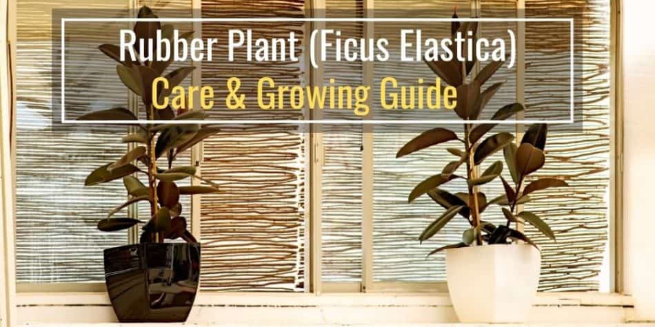 Rubber Plant (Ficus Elastica) Care & Growing Guide