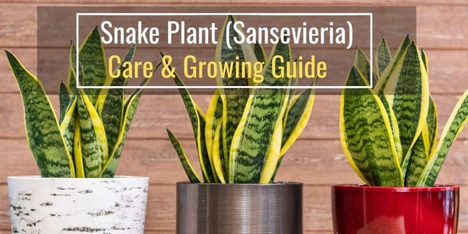 Snake Plant (Sansevieria) Care & Growing Guide