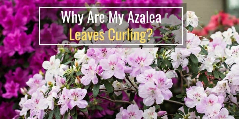 Why Are My Azalea Leaves Curling