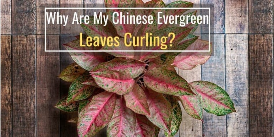 Why Are My Chinese Evergreen Leaves Curling