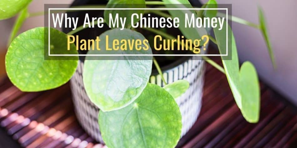 Why Are My Chinese Money Plant Leaves Curling_ (5 Problems and Solutions)