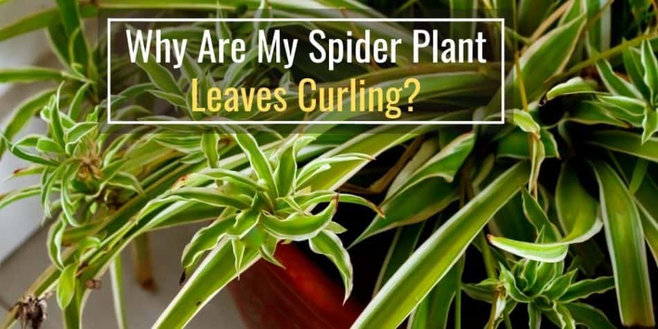 Why Are My Spider Plant Leaves Curling