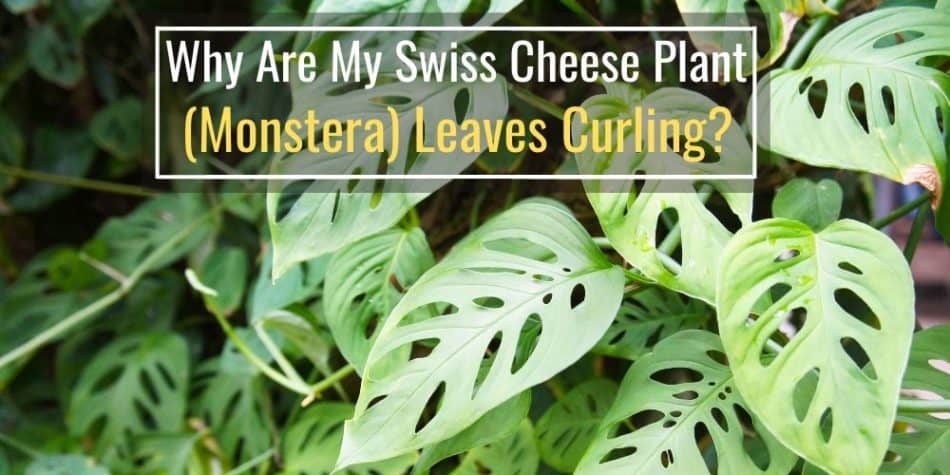 Why Are My Swiss Cheese Plant (Monstera) Leaves Curling_