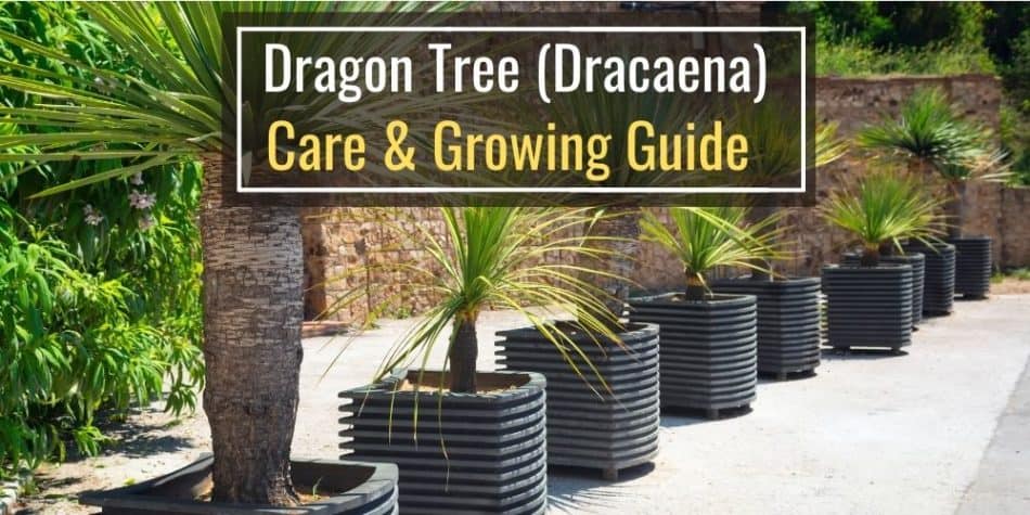 Dragon Tree (Dracaena) Care & Growing Guide