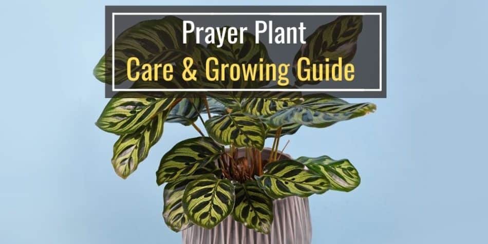 Prayer Plant Care & Growing Guide