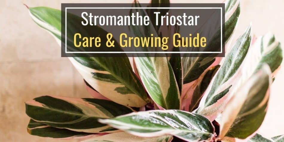 Stromanthe Triostar Care & Growing Guide