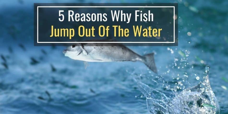 5 Reasons Why Fish Jump Out Of The Water