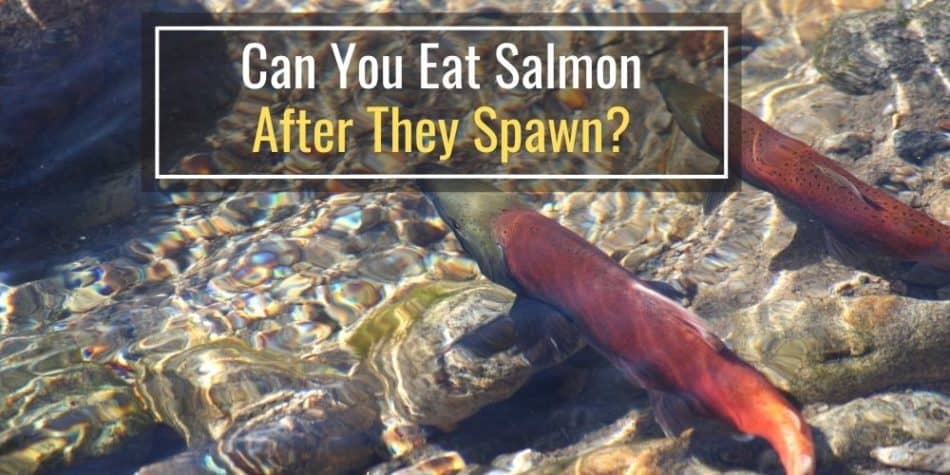 Can You Eat Salmon After They Spawn