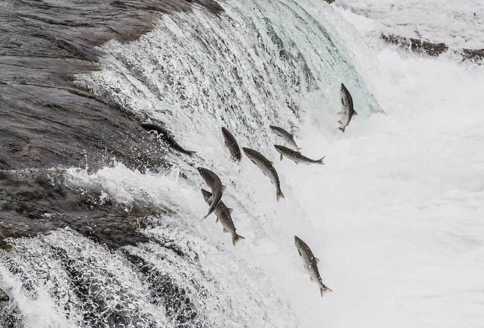 Salmon Jumping Up Waterfalls