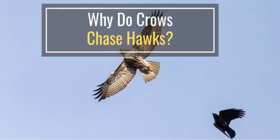 Why Do Crows Chase Hawks