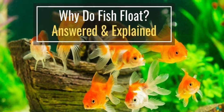Why Do Fish Float