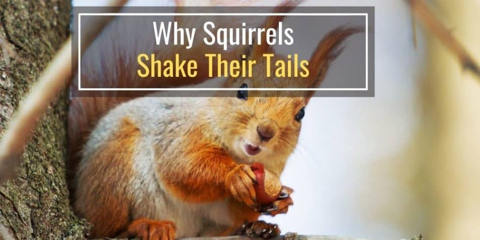 Why Squirrels Shake Their Tails